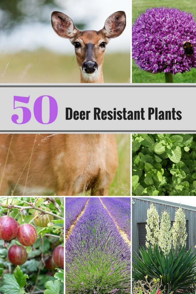 50 Deer Resistant Plants