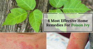 Poison Ivy Home Remedies: 8 Most Effective Remedies For Poison Ivy