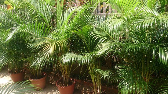 The Areca Palm