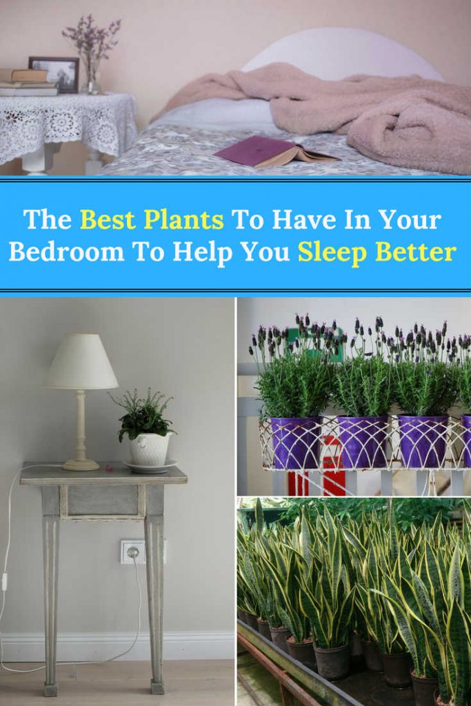 The Best Plants To Have In Your Bedroom To Help You Sleep Better