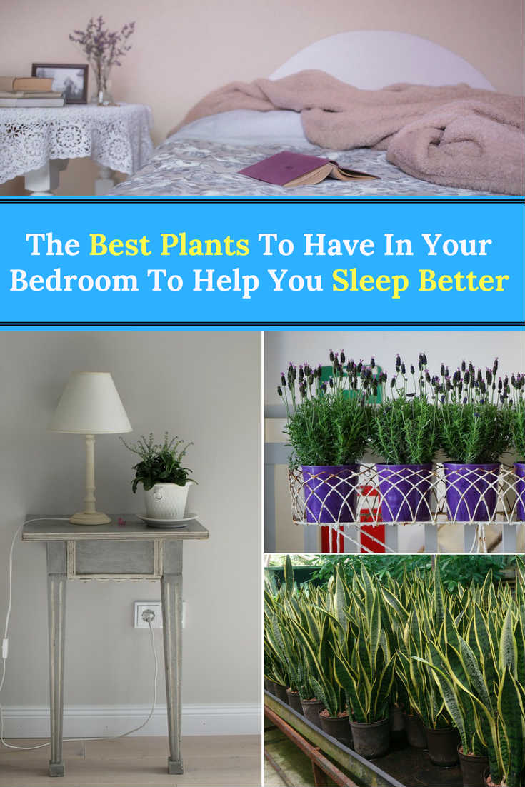 The Best Plants To Have In Your Bedroom To Help You Sleep Better Home