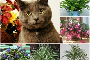 Cat Safe Plants For Your Home