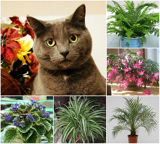  Safe Plants For Cats for Large Space