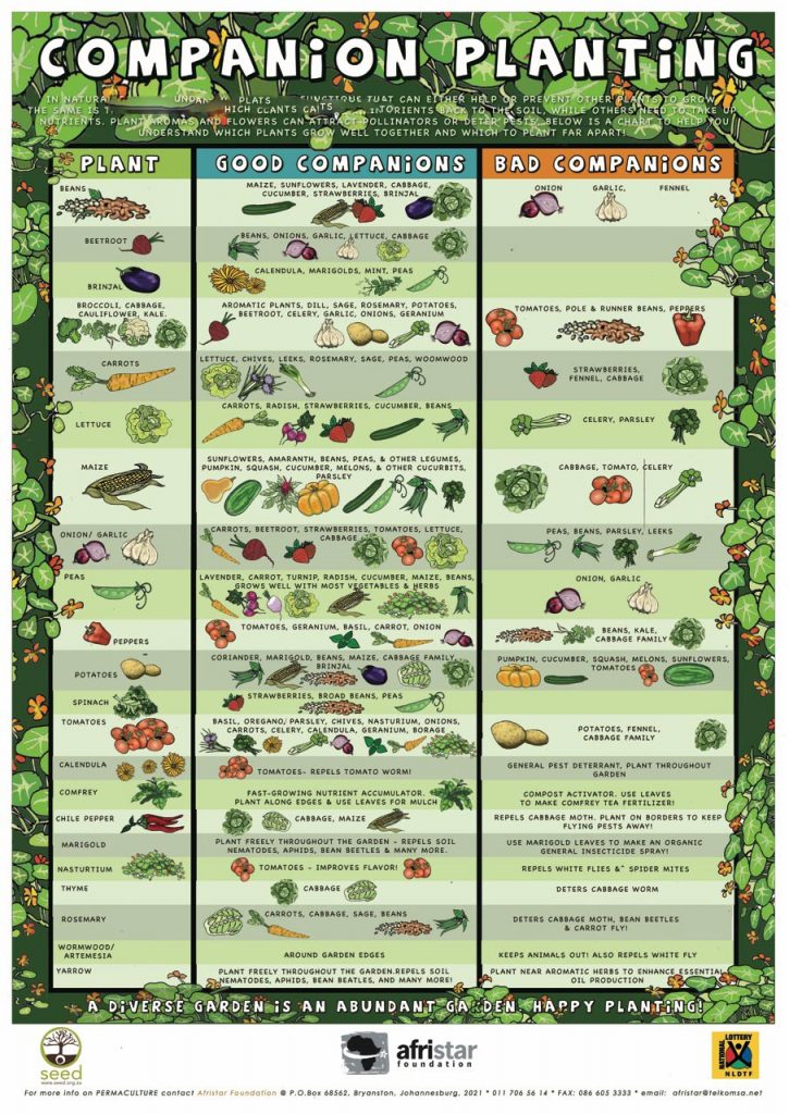 Companion Planting Guide