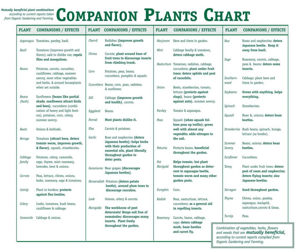 Companion Planting Guide