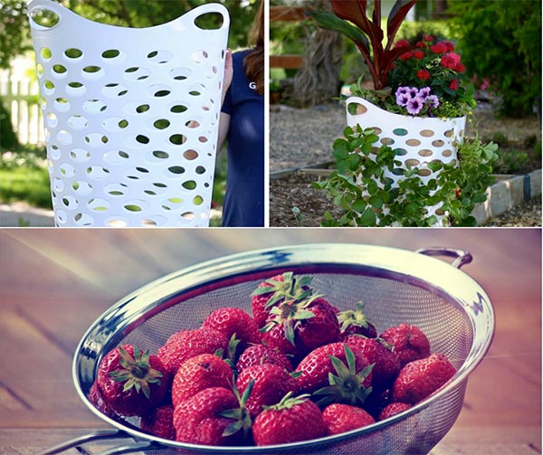 Laundry Basket Turned Strawberry Planter