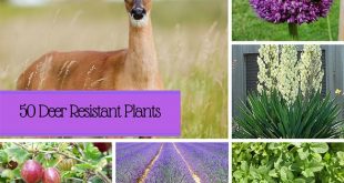 50 Deer Resistant Plants