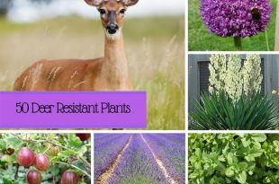 50 Deer Resistant Plants