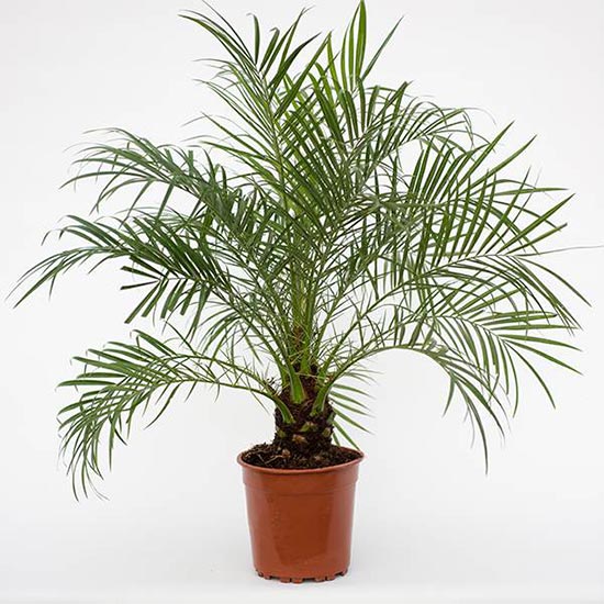 Dwarf Date Palm