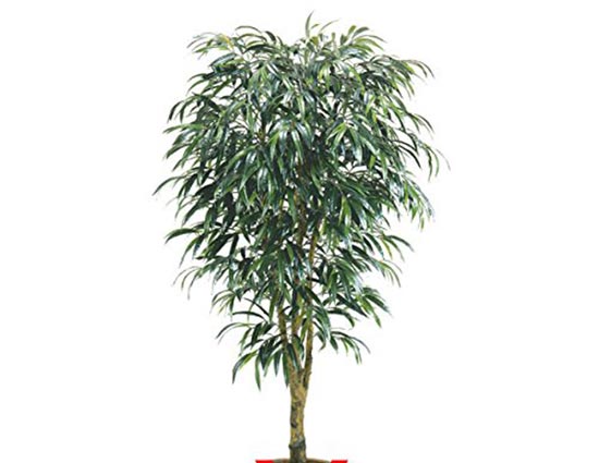 Ficus Alii 