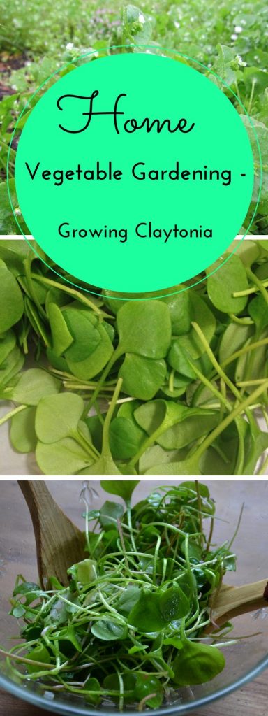 Growing edible ground covers, such as claytonia