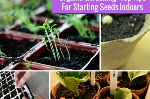 Guide To Starting Seeds Indoors