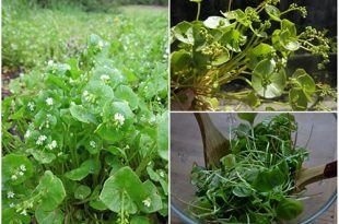 Home Vegetable Gardening - Growing Claytonia