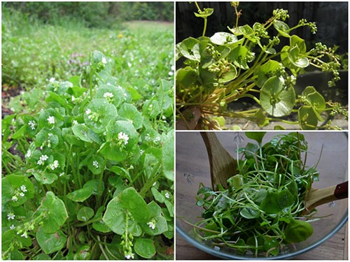 Home Vegetable Gardening - Growing Claytonia