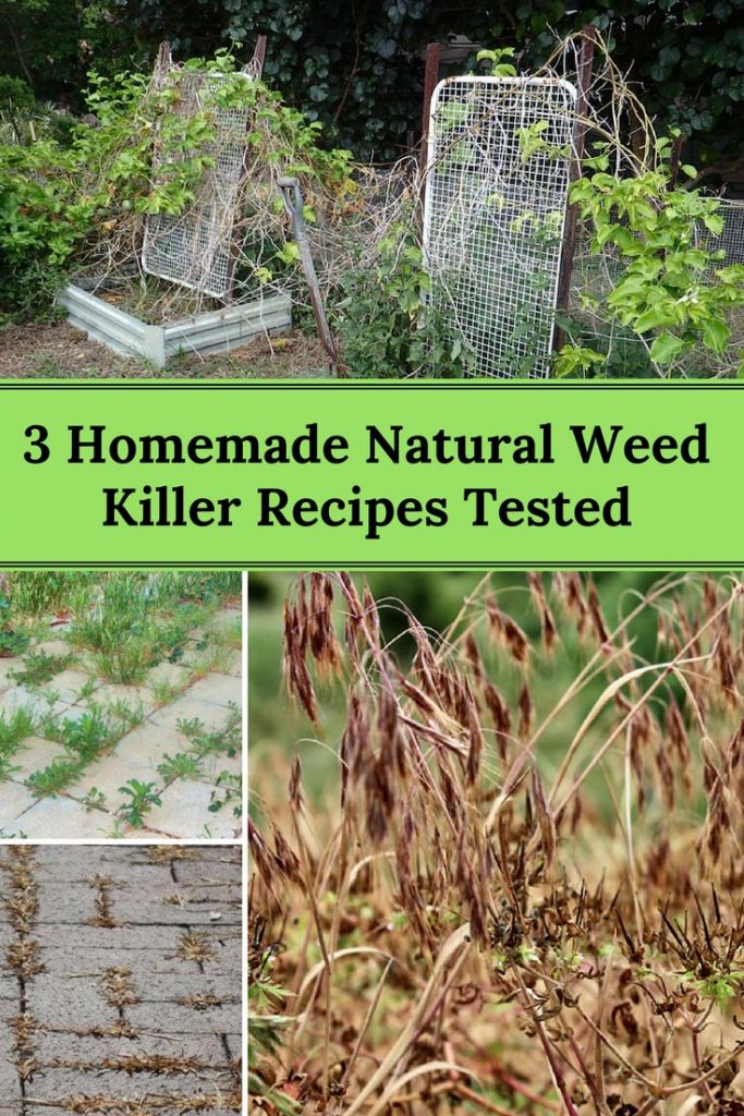 Homemade Natural Weed Killer Recipes Tested