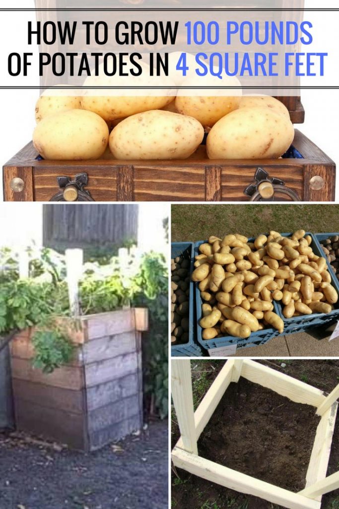 How To Grow 100 Pounds Of Potatoes in 4 Square Feet