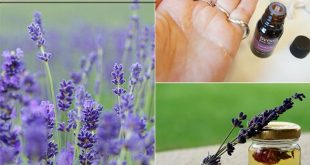20 Imaginative Ways to Use Lavender Oil