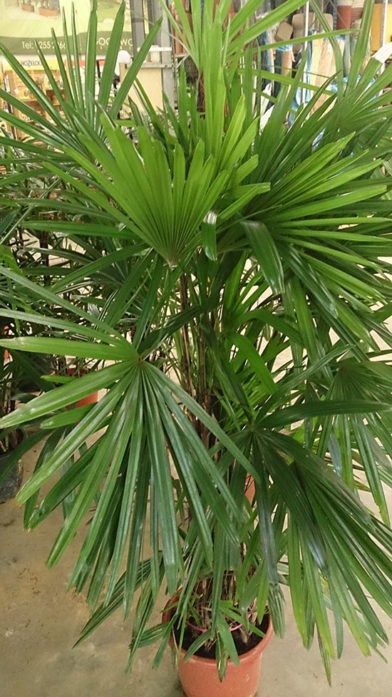 Lady Palm 