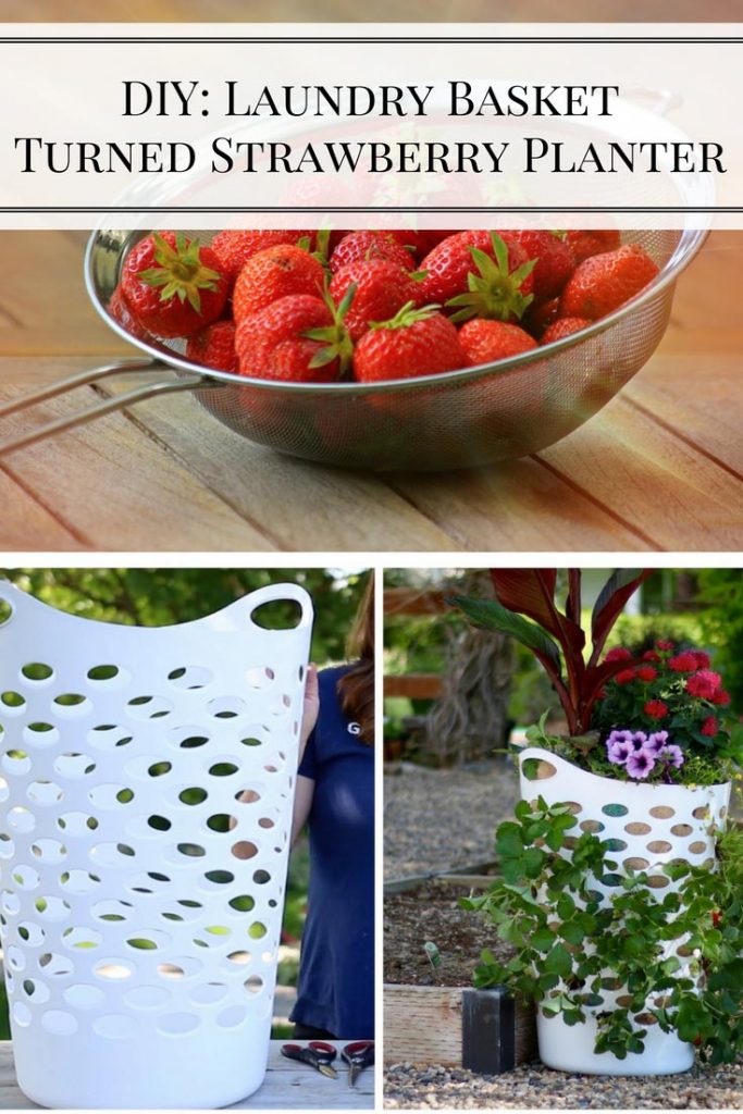 DIY: Laundry Basket Turned Strawberry Planter