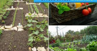 Learn How To Grow 6,000 Lbs Of Food on Just 1/10th Acre