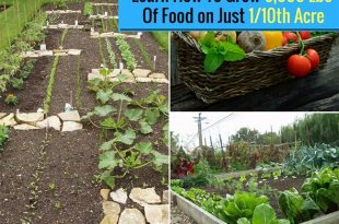 Learn How To Grow 6,000 Lbs Of Food on Just 1/10th Acre