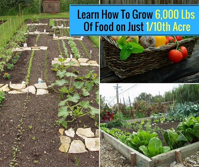 Learn How To Grow 6,000 Lbs Of Food on Just 1/10th Acre