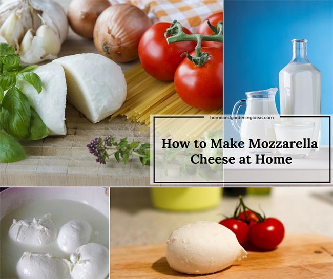 How to Make Mozzarella Cheese at Home