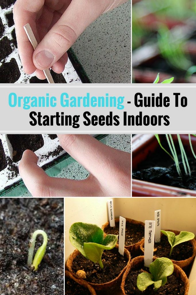 Organic Gardening - Best Tips For Starting Seeds Indoors