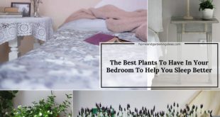 The Best Plants To Have In Your Bedroom To Help You Sleep Better