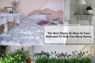 The Best Plants To Have In Your Bedroom To Help You Sleep Better