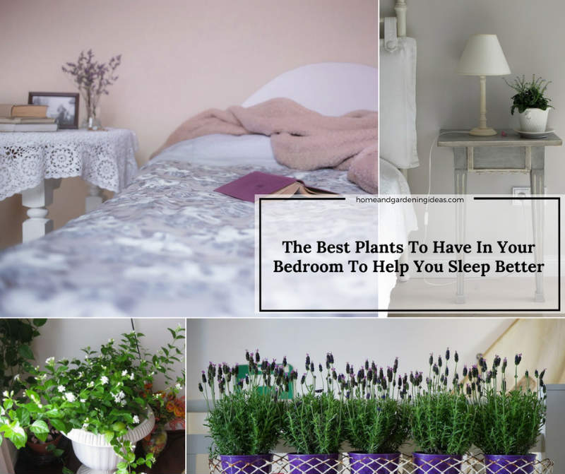 The Best Plants To Have In Your Bedroom To Help You Sleep Better