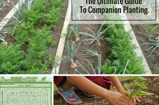 The Ultimate Guide To Companion Planting