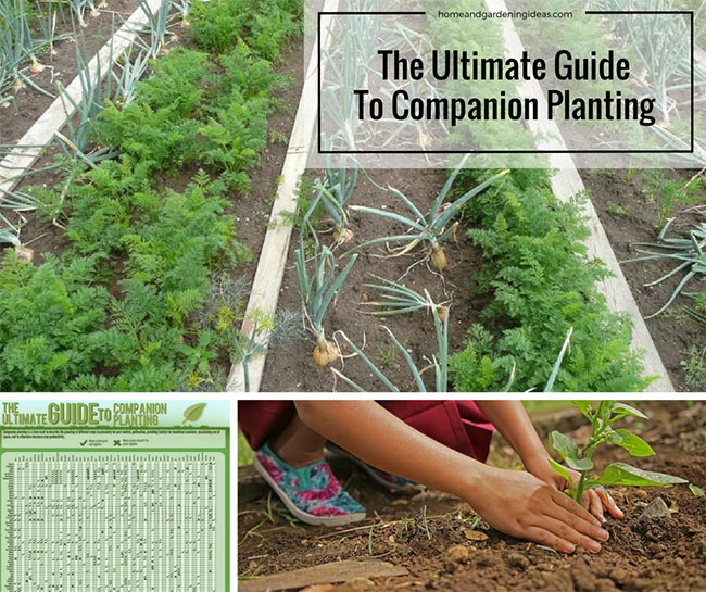 The Ultimate Guide To Companion Planting