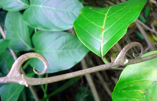 Cat’s Claw – Also known as uncaria tomentosa