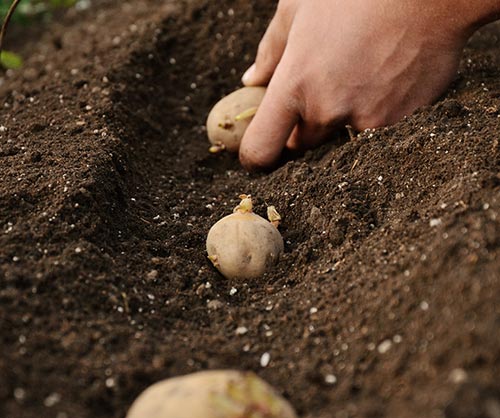 seed potatoes