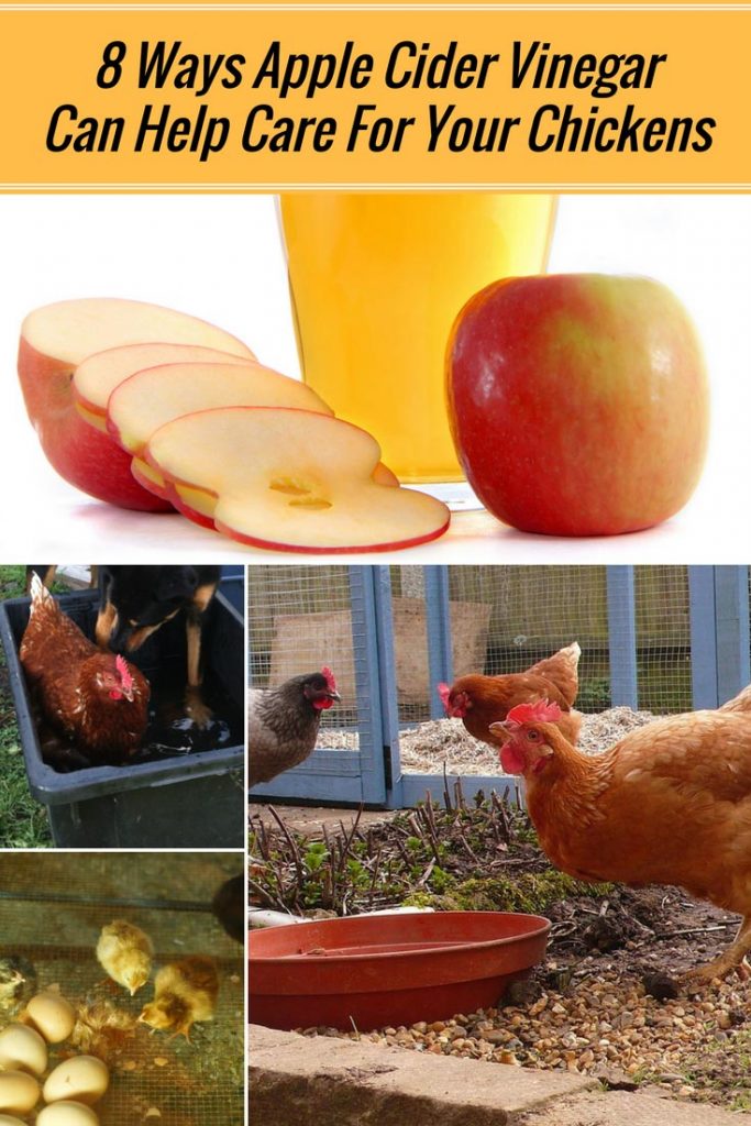 8 Ways Apple Cider Vinegar Can Help Care For Your Chickens