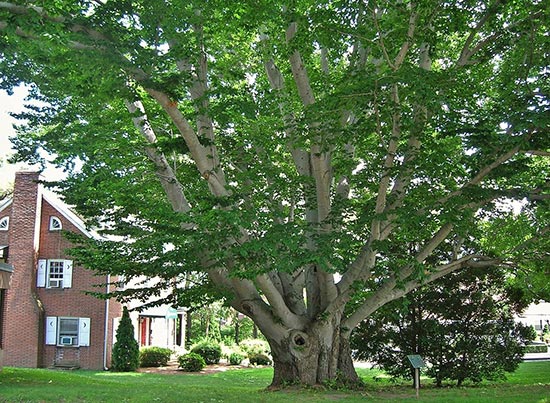 Beech tree 