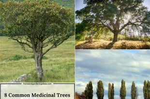 8 Common Medicinal Trees You Should Be Growing