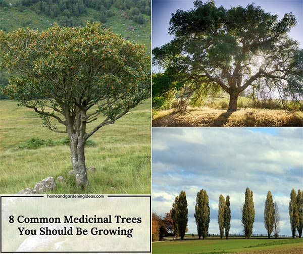 8 Common Medicinal Trees You Should Be Growing