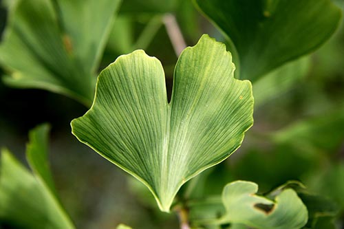 Ginkgo Biloba