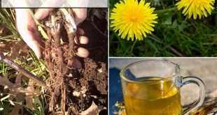 How To Harvest Dandelions And Use Them