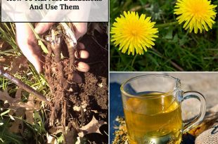 How To Harvest Dandelions And Use Them