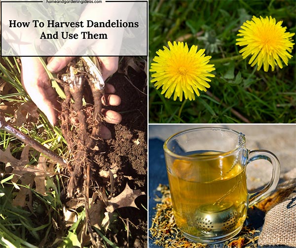 Backyard Herb How To Harvest Dandelions And Use Them Home and