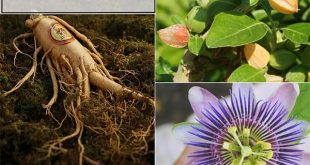 8 Herbs That Help with Depression & Anxiety