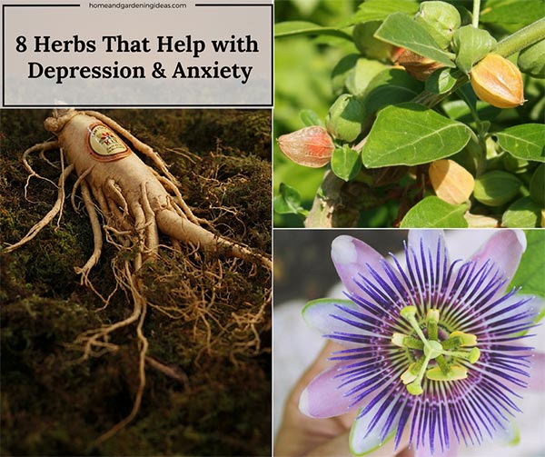 8 Herbs That Help with Depression & Anxiety