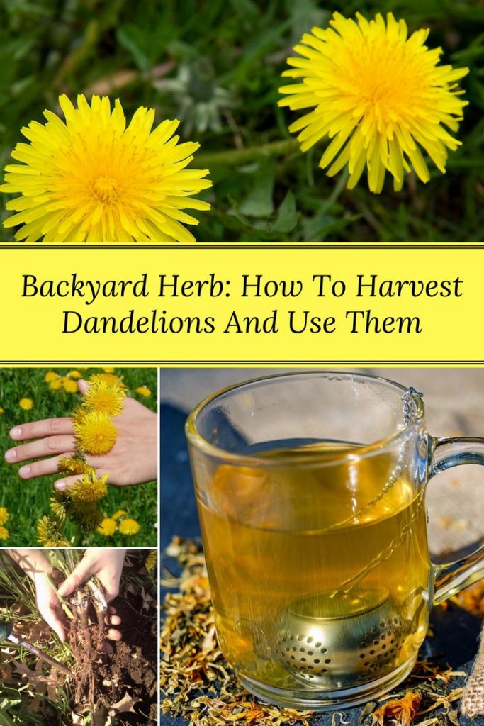 How To Harvest Dandelions And Use Them