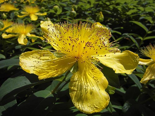 St. John’s Wort