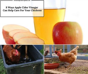 8 Ways Apple Cider Vinegar Can Help Care For Your Chickens - Home and ...