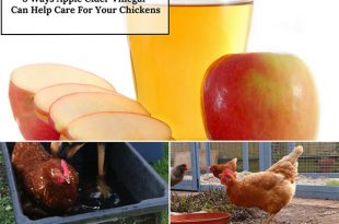 8 Ways Apple Cider Vinegar Can Help Care For Your Chickens