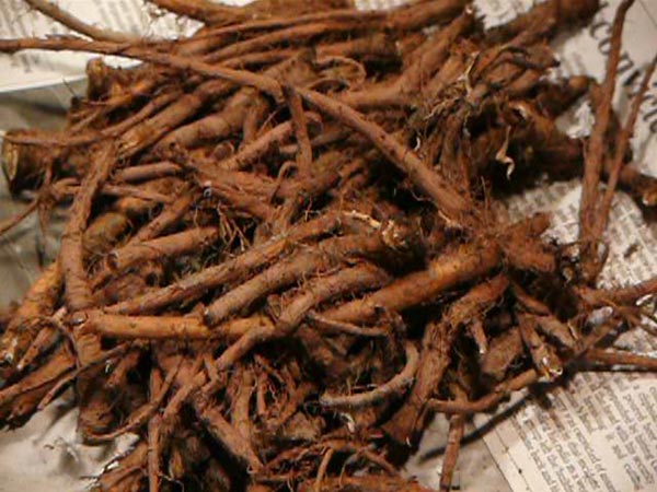 dandelion roots